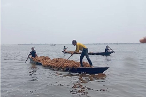 হাওরে থামছে না ধান লুট, ক্ষুব্দ কৃষকরা