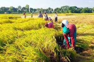 প্রায় শেষের পথে হাওরে ধান কাটা