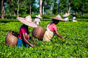 শ্রীমঙ্গলে চা-শ্রমিকদের ভাতা কম দেওয়ার অভিযোগ, ইউএনওর তদন্তের আশ্বাস