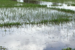 জলাবদ্ধতায় থমকে আছে চাষাবাদ, থেমে যাচ্ছে স্বপ্ন