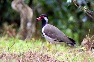 লম্বা হলুদ পায়ের পাখি ‘হট্টিটি’