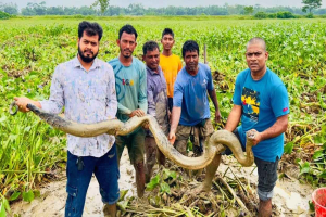 শ্রীমঙ্গলের হাইল হাওর থেকে অজগর উদ্ধার