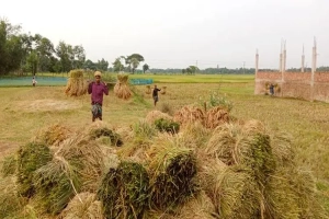 বৃষ্টির দাপটে ধান মাড়াই ব্যাহত, আগাম বন্যার শঙ্কায় কৃষকরা